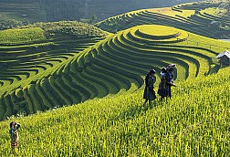 Sapa Trekking Tour 2Days/3Nights Daily Departure